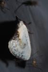 Cilix glaucata