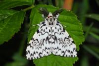 Lymantria monacha