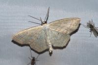 Scopula immutata