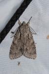 Acronicta psi