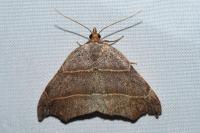 Laspeyria flexula
