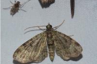 Pasiphila chloerata