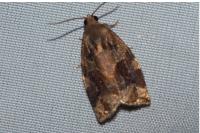 Archips xylosteana
