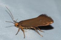 Crassa unitella
