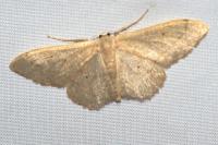 Idaea straminata