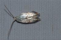 Pseudopostega crepusculella