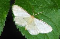 Idaea politaria