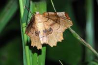 Selenia lunularia
