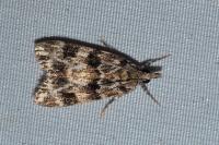 Eudonia delunella