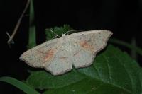 Cyclophora punctaria