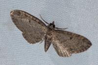 Eupithecia tenuiata