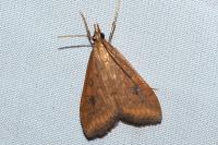 Udea ferrugalis
