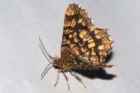 Chiasmia clathrata