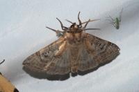 Tethea ocularis