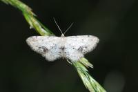 Idaea dimidiata