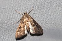 Parapoynx stratiotata