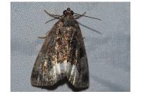 Deltote pygarga