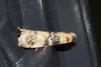 Euzophera pinguis