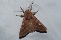 Lacanobia oleracea