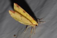 Opisthograptis luteolata