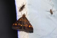 Pyrausta aurata