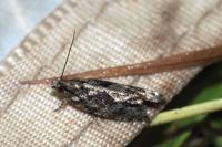 Zeiraphera isertana