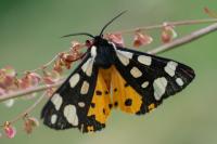 Arctia villica