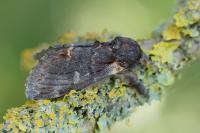 Notodonta dromedarius