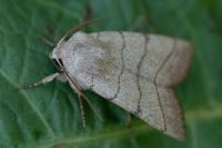 Charanyca trigrammica