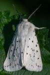Spilosoma lubricipeda