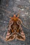 Autographa jota