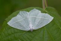Campaea margaritaria
