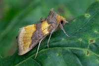 Diachrysia chrysitis
