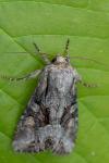 Lacanobia w-latinum