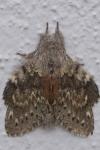 Stauropus fagi