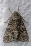 Acronicta megacephala