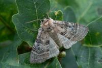 Tethea ocularis