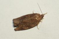 Choristoneura hebenstreitella