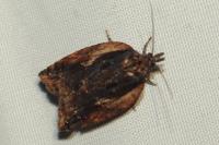 Acleris umbrana