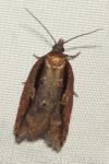 Acleris umbrana