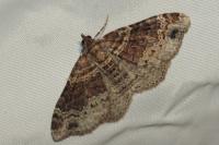 Xanthorhoe ferrugata/spadicearia