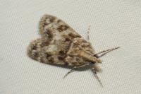 Eudonia lacustrata