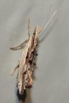 Ypsolopha scabrella