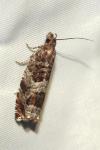 Ancylis achatana
