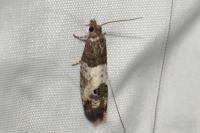 Spilonota ocellana