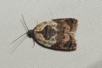 Acleris variegana