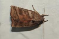Ipimorpha retusa