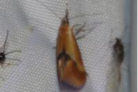 Batia lunaris