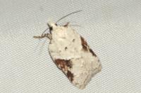 Acleris kochiella