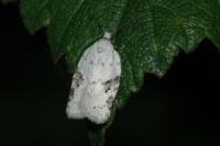 Acleris kochiella